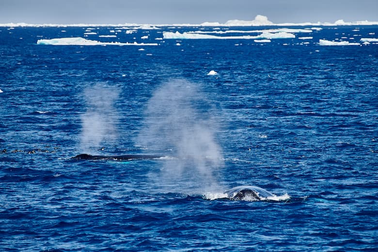 Maak een reis naar Antarctica en wie weet zie je bultruggen. © Mike Louagie / Nordic