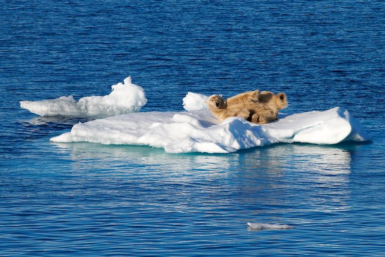 Ga ijsberen spotten tijdens een cruise naar Spitsbergen. © Mike Louagie