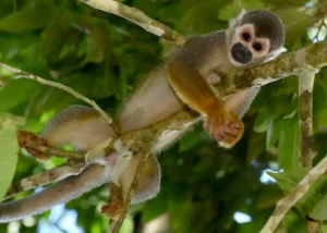 Ontdek de natuur van Isla de Los Micos in de Amazone © Hapag Lloyd Cruises