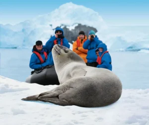 Tijdens een landing kom je oog in oog te staan met de bijzondere dieren op Antarctica. © Hapag Lloyd Cruises